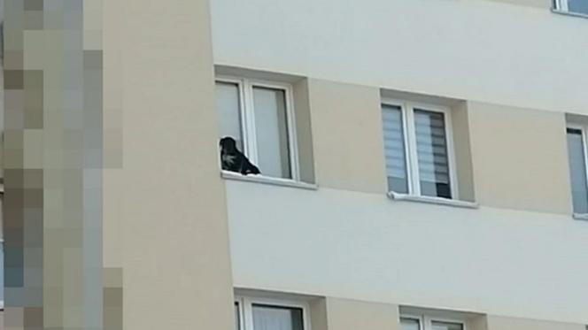 Zwyrodnialec wystawił psa na parapet na 9. piętrze! Zwierzę trzęsło się ze strachu i zimna [WIDEO]