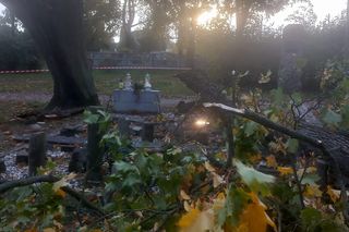 Drzewo zniszczyło lapidarium w Starym Fordonie. Zapytaliśmy miasto o stan pozostałych drzew na ul. Cechowej