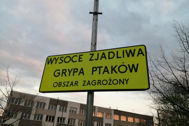 Ptasia grypa Wrocław