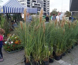 Jesienny Kiermasz Ogrodniczy 2023. Tłumy przy bydgoskim Torbydzie [ZDJĘCIA]