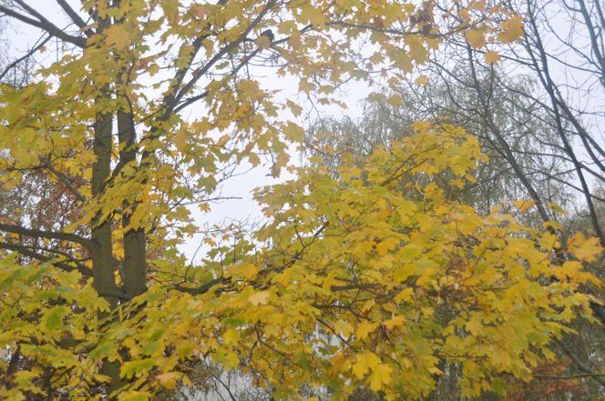 Jesień na Osiedlu Świętokrzyskim i Szydłówku w Kielcach