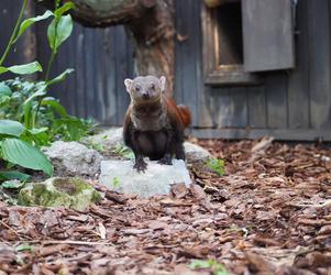 Nowy mieszkaniec warszawskiego zoo. Już niebawem będzie można zobaczyć galidię