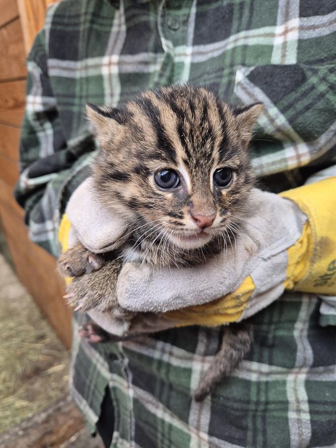 Taraje urodziły się w toruńskim zoo. Fenomen na skalę światową