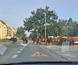 Pędzą konie po betonie! Niecodzienny widok na wrocławskich Stabłowicach!