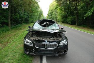 Zderzenie BMW z łosiem. W dachu auta powstała ogromna dziura!