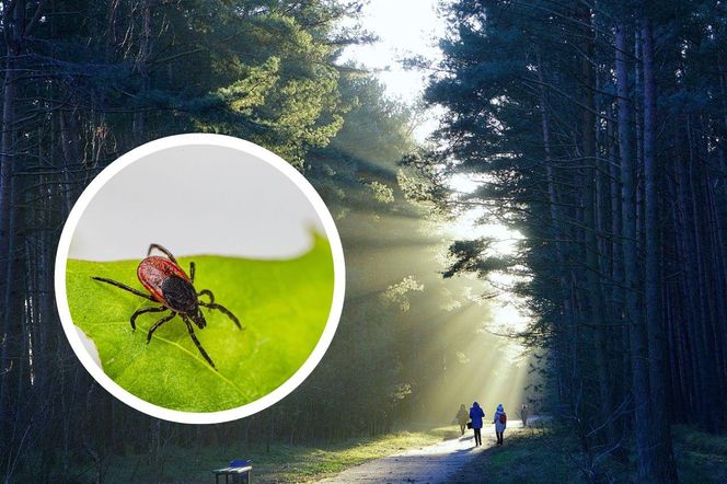 Dramatyczny wzrost przypadków kleszczowego zapalenia mózgu (KZM)