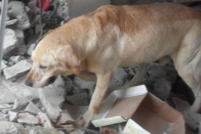Pies-bohater z Ekwadoru zdechł z przepracowania. Pomagał szukać ludzi po trzęsieniu ziemi