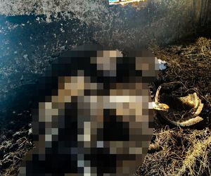 Horror koło Ostródy. Zwierzęta konały bez światła, wody i jedzenia