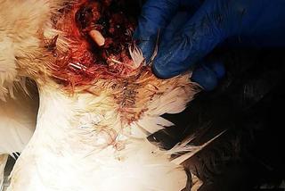 Operacja bociana Zuzi w Przemyślu