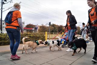 Parada Psów Adoptowanych w Bydgoszczy 2022 [ZDJĘCIA]