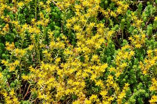 Rośliny zadarniajace na słońce