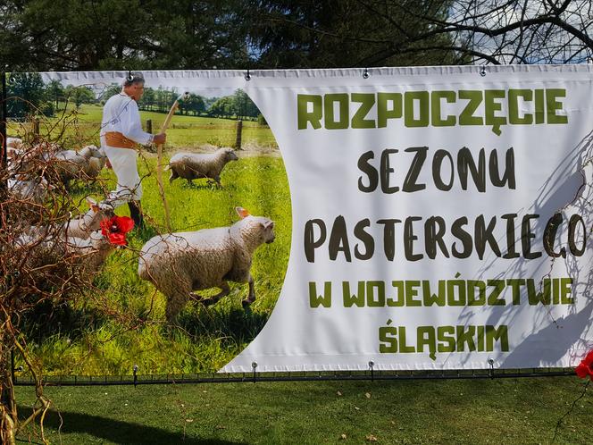 Rozpoczęcie sezonu pasterskiego w Rychwałdzie