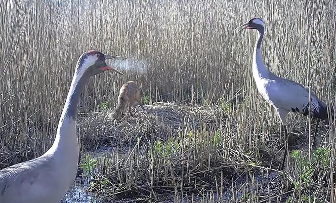 Zjadł dzieci na oczach rodziców