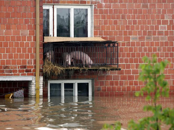 	Powódź, podkarpacie - powiat tarnobrzeski, Sokolniki, Trześń