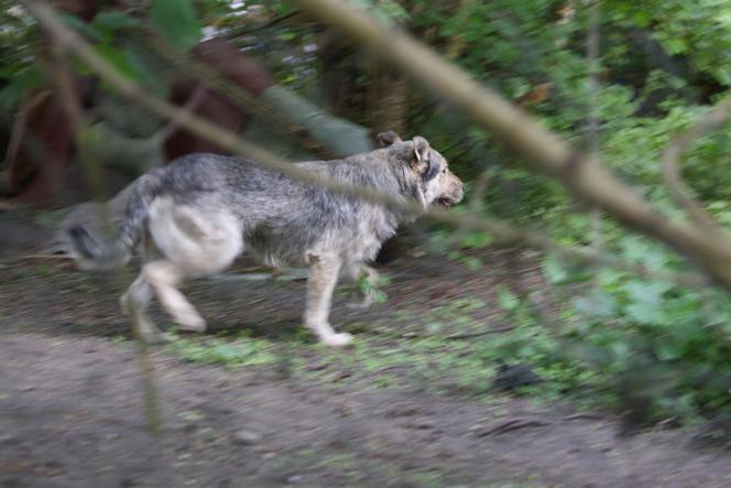 Psy rozszarpały człowieka na wózku