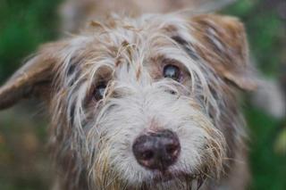 Te słodziaki szukają nowego domu 