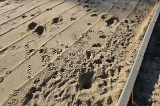 Mieszkańcy wyprowadzają psy na stadionie rugby w Olsztynie. „Nas...e, dziury wykopane”