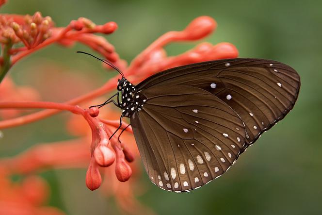 W tym roku po raz pierwszy na Dniach Owada pojawi się kolekcja motyli