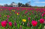 Miliony tulipanów na polach w Wielkopolsce!