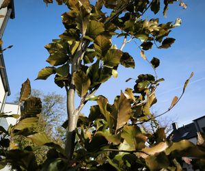 Pogoda w Lesznie na Halloween i Wszystkich Świętych 2025