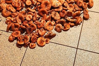 Rydze znalezione na Kaszubach. zdjęcia z grupy bory tucholskie.  Łukasz Węgrzyn