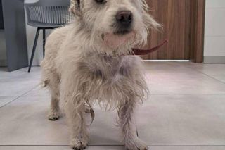  „Brudny i zaniedbany”. Kto przywiązał psa do drzewa? Policja pilnie szuka sprawcy