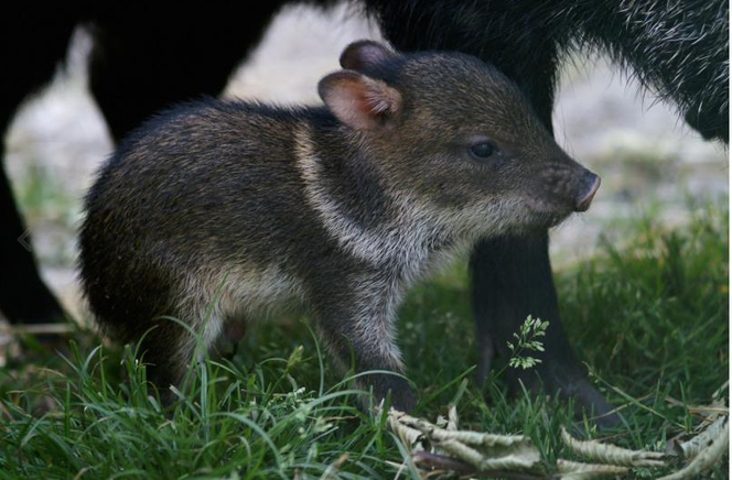 W gdańskim zoo rozrasta się rodzina pekari. Z tym oto maluchem rodzina liczy już 17 osobników. - To ulubieniec dzieci - mówią pracownicy zoo.