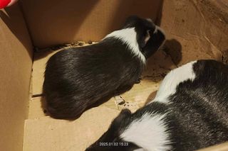 Świnki morskie porzucone w tramwaju. Ludzie nie przestają nas zadziwiać