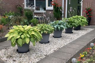 Funkie w pojemnikach