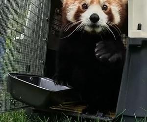 Samiec pandy rudej zamieszkał we wrocławskim zoo. Od razu wyskoczył na swój nowy wybieg [WIDEO]