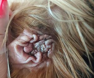 Nie żyje właścicielka pseudo hodowli w Bydgoszczy! 85 psów żyło w strasznych warunkach