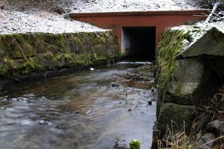 Rowerem przez Bory Tucholskie. Na tym szlaku zobaczymy aż trzy akwedukty, a to godzina jazdy z Bydgoszczy 