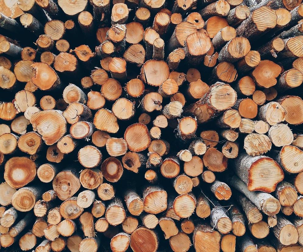 Sprzedawcy zawyżają ceny drewna! Lasy Państwowe ostrzegają: to nie ma uzasadnenia 