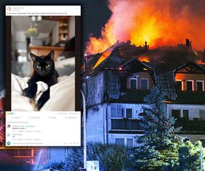 Poszukiwania zwierząt po pożarze w Ząbkach. Może udało się jej przeżyć