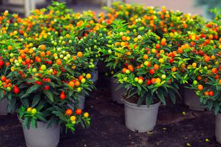 Psianka paprykowa - Solanum pseudocapsicum