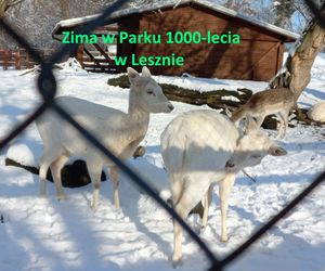 Zimowy spacer w Parku 1000-lecia w Lesznie [ZDJĘCIA]