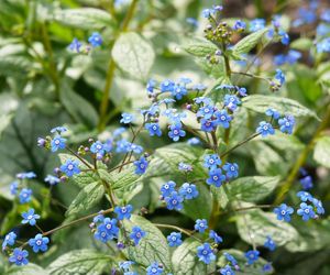 Brunnera wielkolistna
