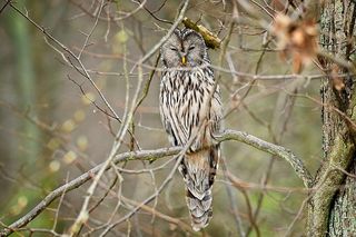 W tym małopolskim lesie polowali niegdyś królowie. Dziś hodują tam żubry 