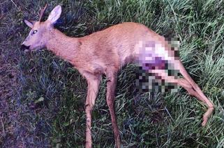 Zderzenie motocyklisty z sarną w Olszynach