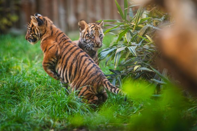 Niesamowite narodziny we wrocławskim zoo. Na świat przyszły cztery tygrysy sumatrzańskie 