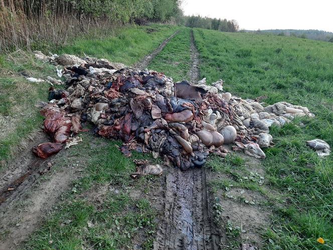 Odcięte głowy, skóry i wnętrzności. OBRZYDLIWE znalezisko w Barcicach!
