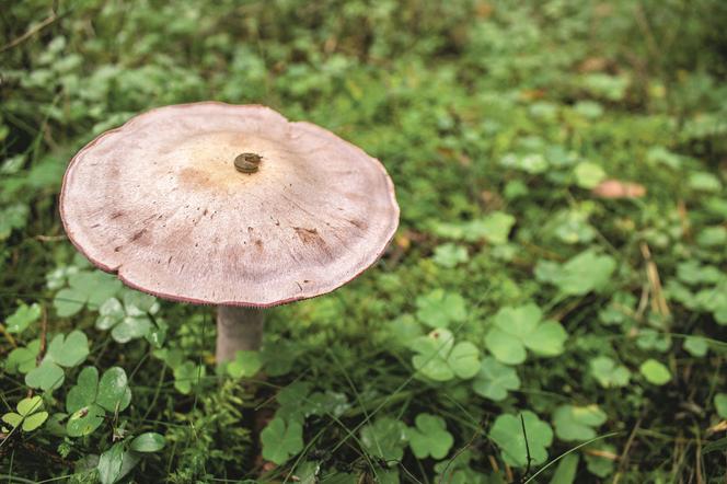 GĄSKA I TRUJĄCY MUCHOMOR