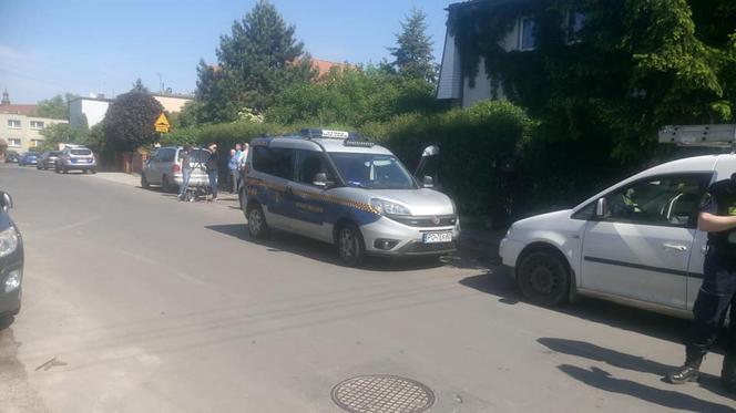 Łoś w centrum Poznania