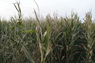 To byłoby jak przy wybuchu granatu!. Mordercza pułapka w polu kukurydzy. Dramat rolników