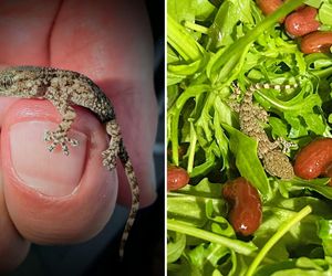 Szok! Pani Karolina robiła sałatkę. W opakowaniu rukoli znalazła żywą jaszczurkę!