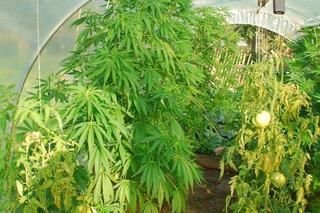 39-latek z gminy Sztutowo ukrył marihuanę między pomidorami