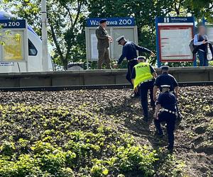 Rowerzysta potrącony przez pociąg Intercity. Zginął na miejscu. Dramat na stacji Warszawa ZOO