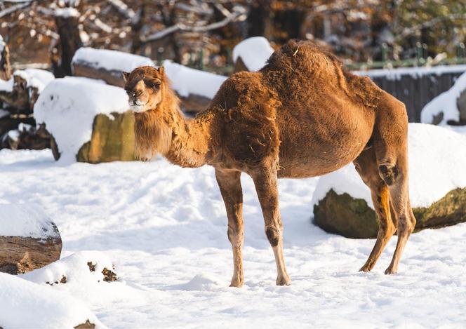 Zima w zoo we Wrocławiu. Zobacz, jak zwierzaki radzą sobie w chłodne dni 