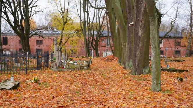 To prawdopodobnie najstarsza aleja drzew w Olsztynie. Znajduje się na cmentarzu [ZDJĘCIA]