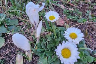 Oznaki wiosny na Podkarpaciu [GALERIA]